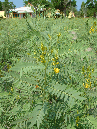 Tamil daun senna in Ringworm Bush